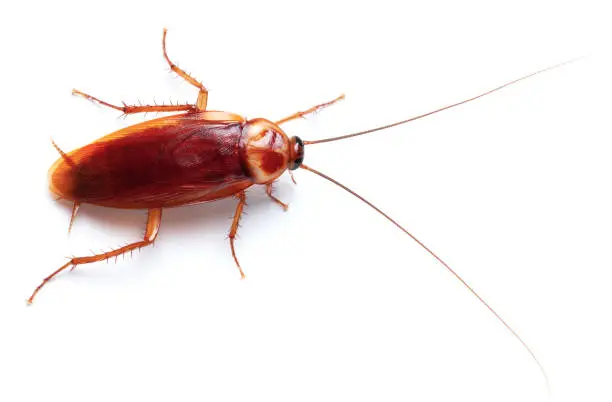 Cockroaches Control