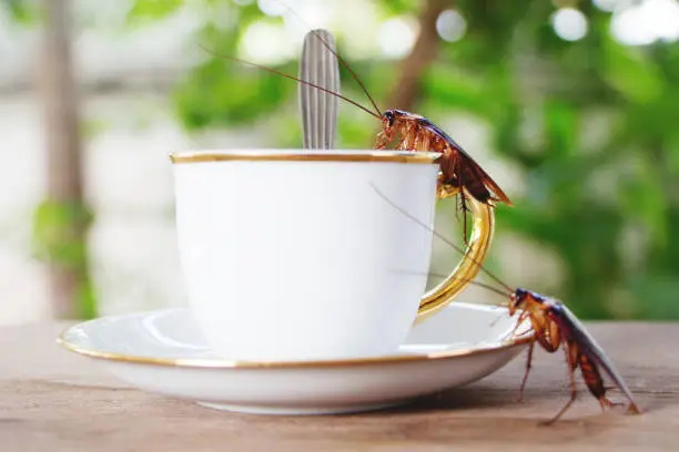 Cockroaches Control