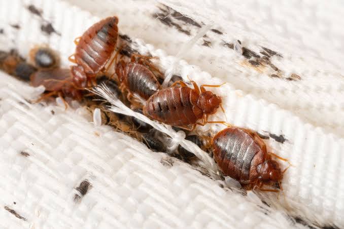 bed bug extermination