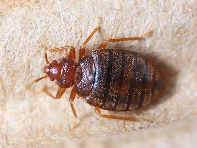 bed bug extermination