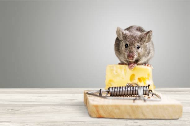 Mice Pest Control