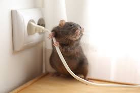 Rat Control