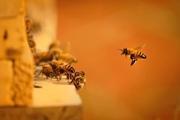 Wasp Nest Removal