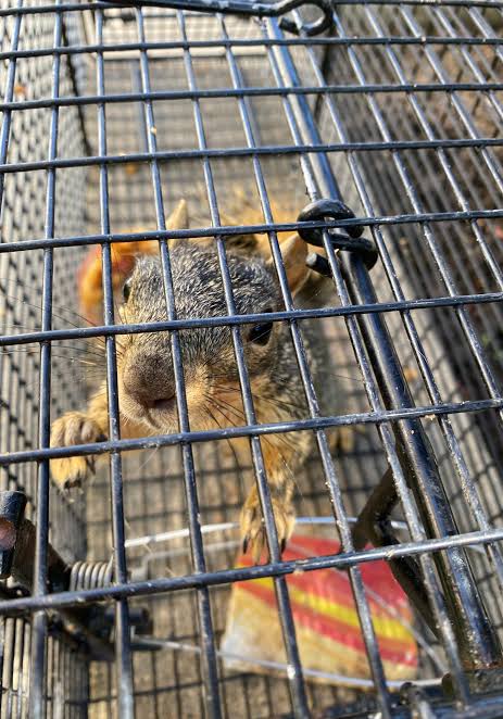 Squirrel Removal