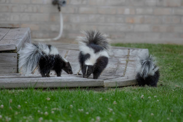 Skunk Wildlife