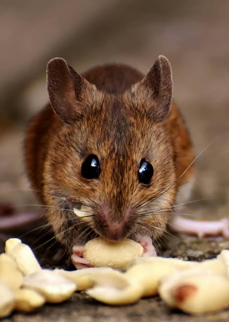 Mice Pest Control