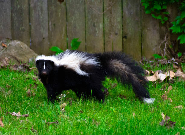 Skunk Wildlife, Wildlife Removal