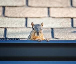 Wildlife Removal