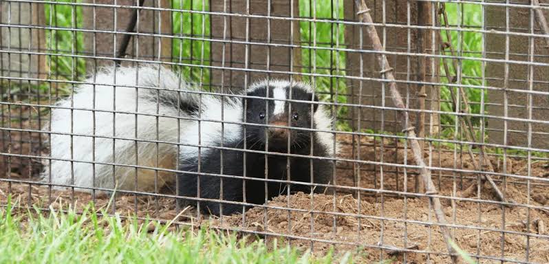 Skunk Wildlife