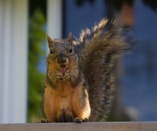 Squirrel Removal