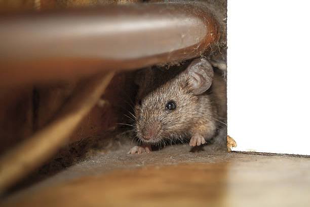 Mice Pest Control