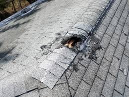 Squirrel Removal