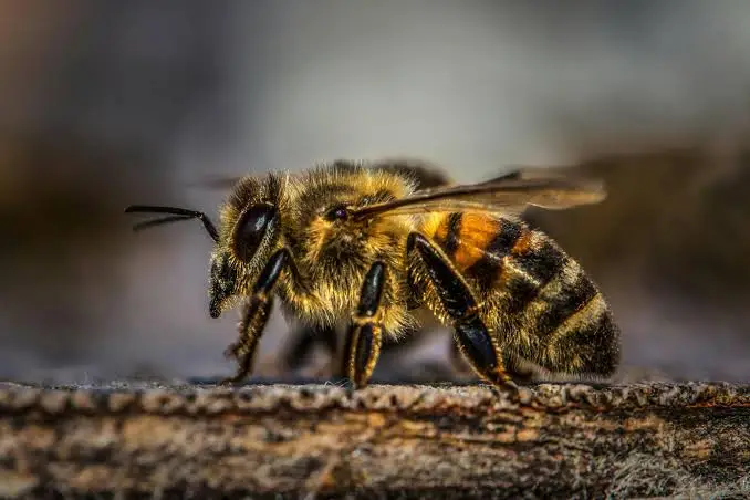 Wasp Nest Removal