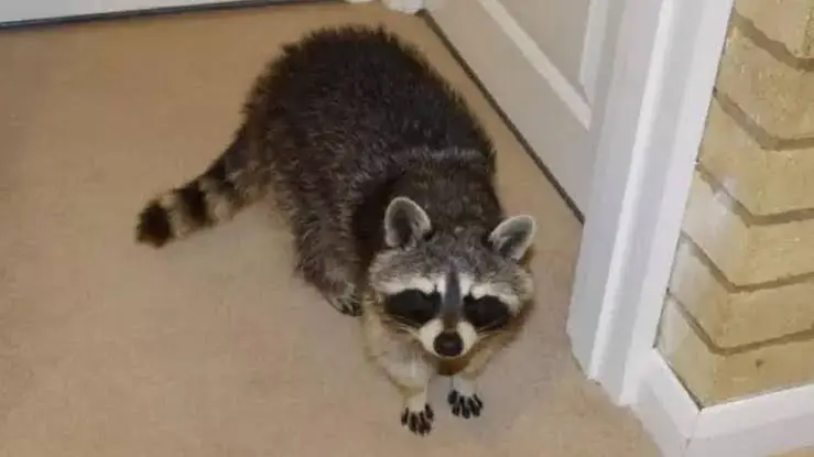 Wildlife Removal