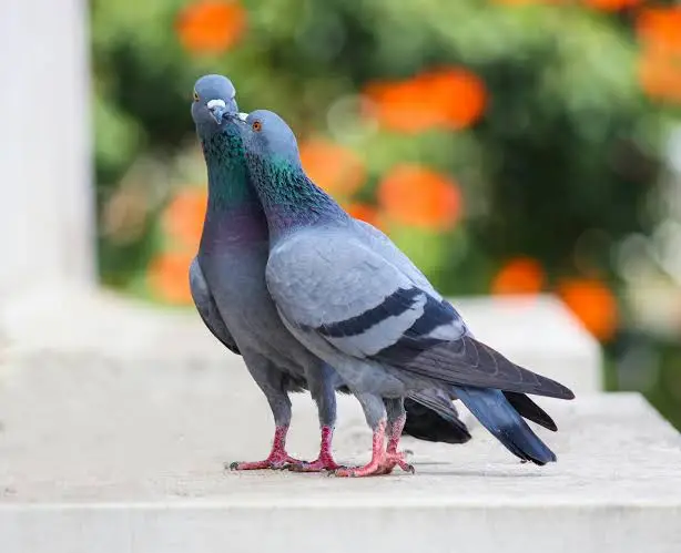 Bird Removal