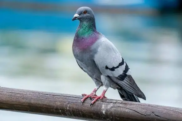 Bird Removal