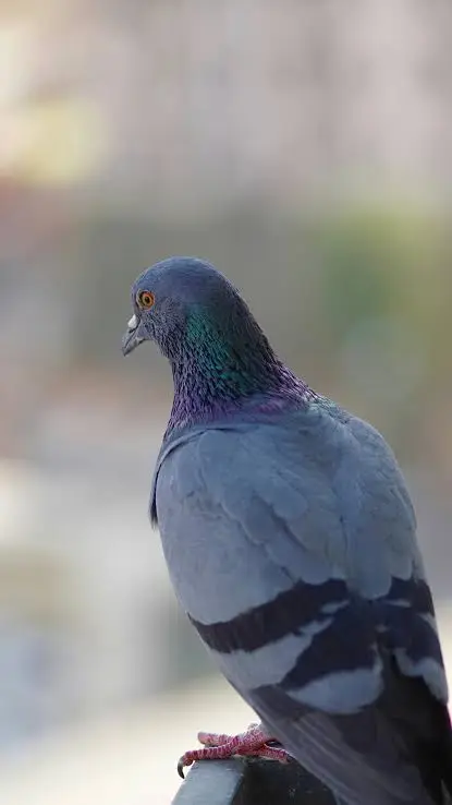 Bird Removal